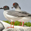 Swallow-tailed Gull